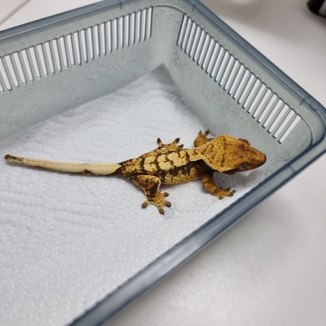 레이지 트라이
