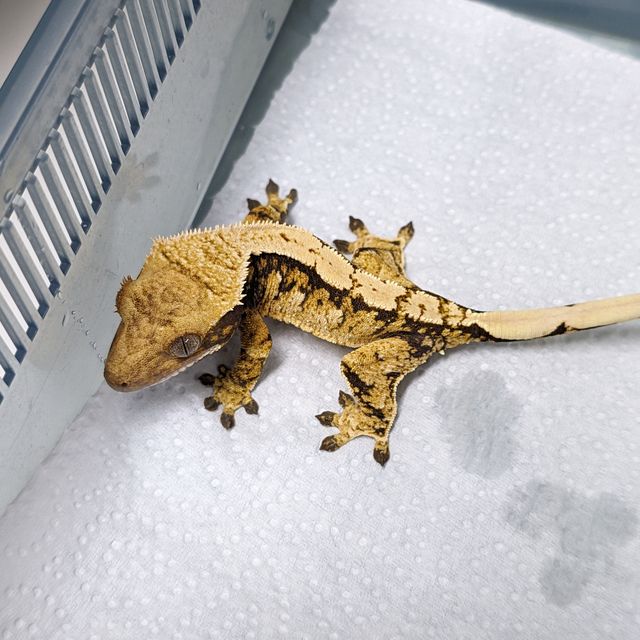 트라이