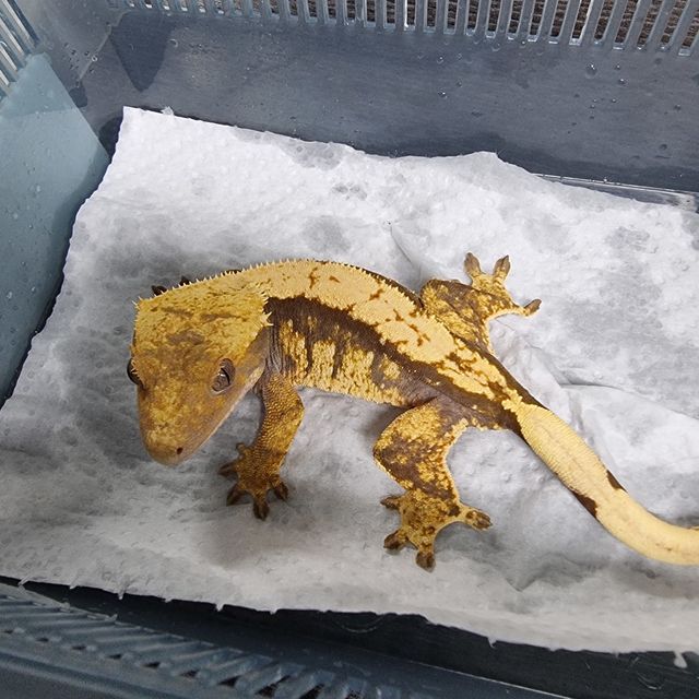 할리퀸