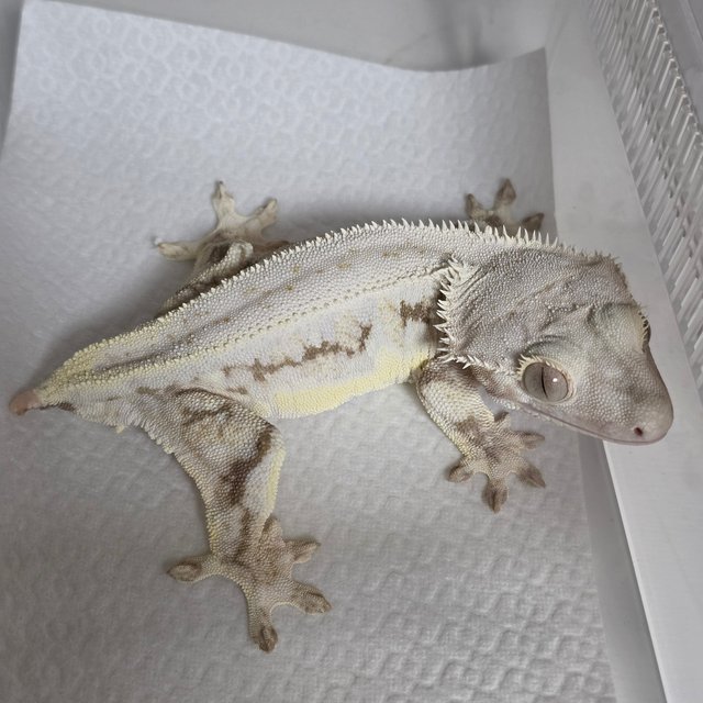 Lilly White