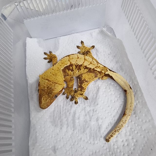 Red Harlequin