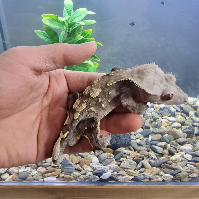 세이블