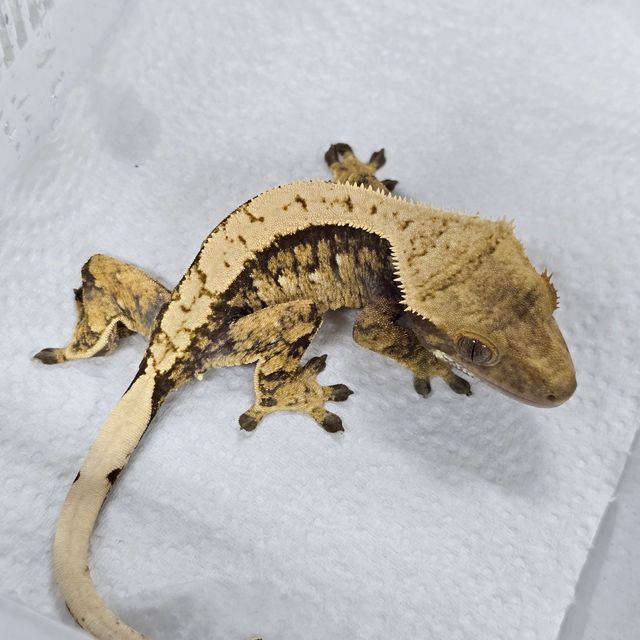 트라이