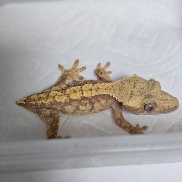 Red Harlequin