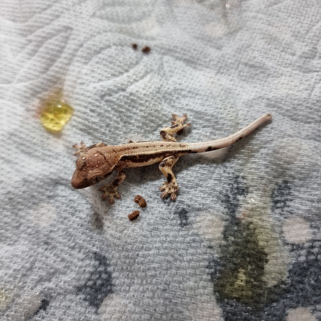 프라푸치노