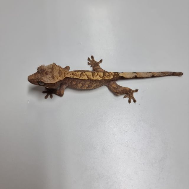 할리퀸