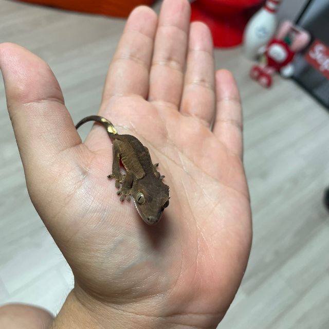 챠콜
