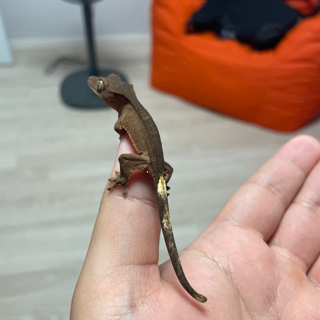 챠콜