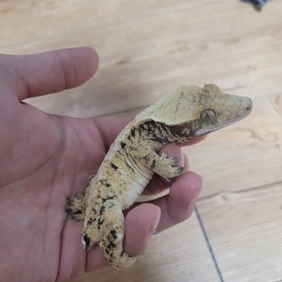 트라이 화이트스팟