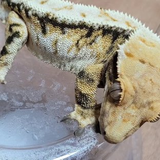 노멀 트라이 익스트림할리퀸