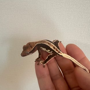 100%헷아잔틱 프라푸치노 풀핀