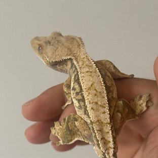 노멀 트라이 풀핀