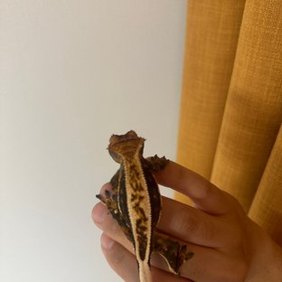 노멀 트라이 풀핀 텐저린