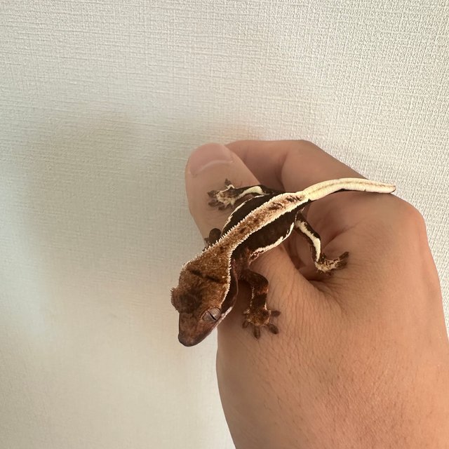 100%헷아잔틱 프라푸치노 풀핀