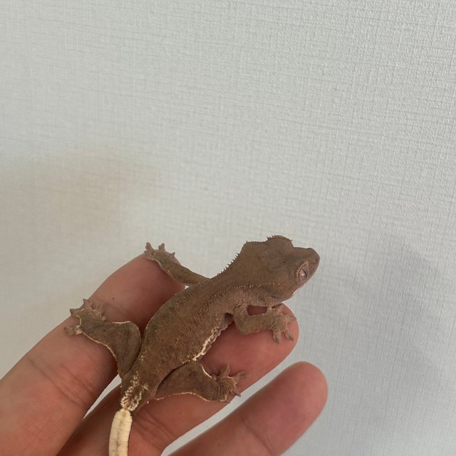 릴리100%헷아잔틱 팬텀