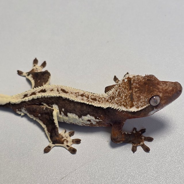 프라푸치노 100%헷아잔틱