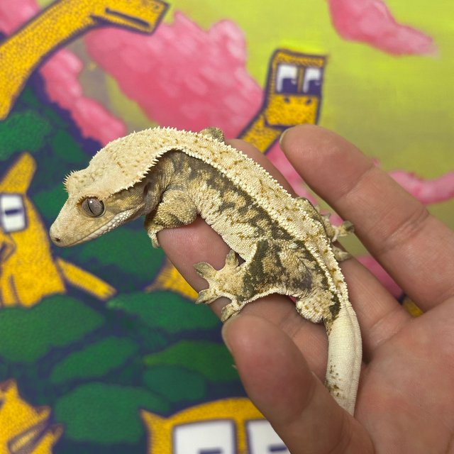 노멀 트라이 익스트림할리퀸