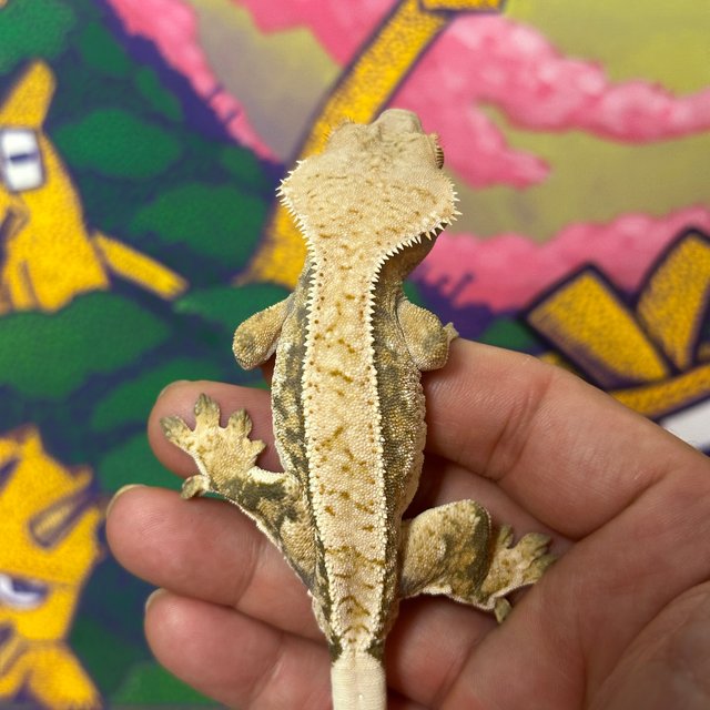 노멀 트라이 익스트림할리퀸