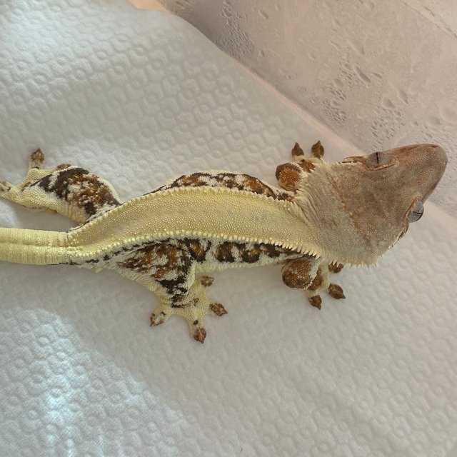 릴리화이트 솔리드백 텐저린