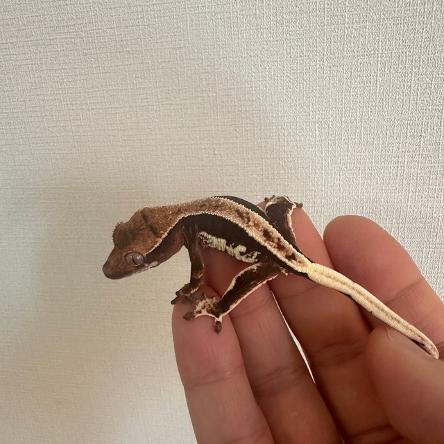 100%헷아잔틱 프라푸치노 풀핀