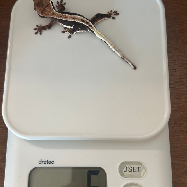 100%헷아잔틱 프라푸치노 풀핀