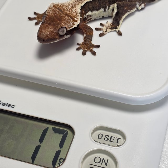 프라푸치노 100%헷아잔틱