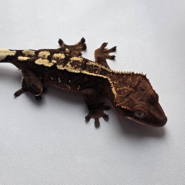 세이블 100%헷아잔틱