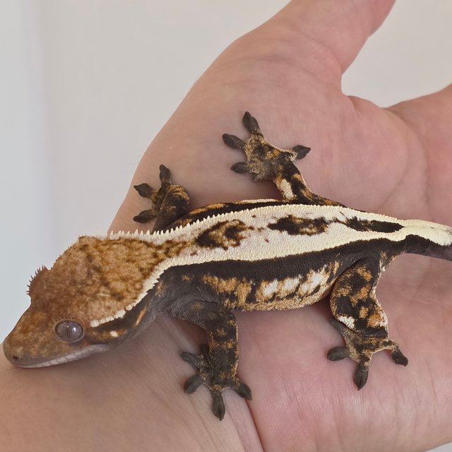 세이블 슈퍼스트라이프 다크 텐저린