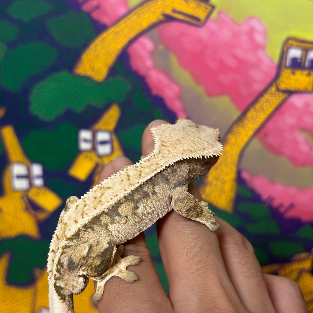 노멀 트라이 익스트림할리퀸