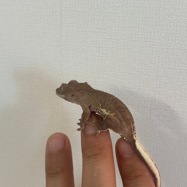 릴리100%헷아잔틱 팬텀