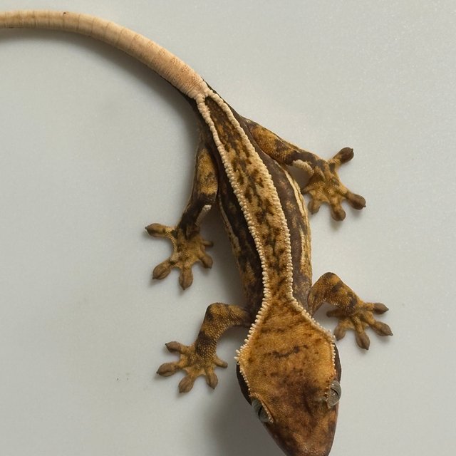 노멀 트라이 풀핀