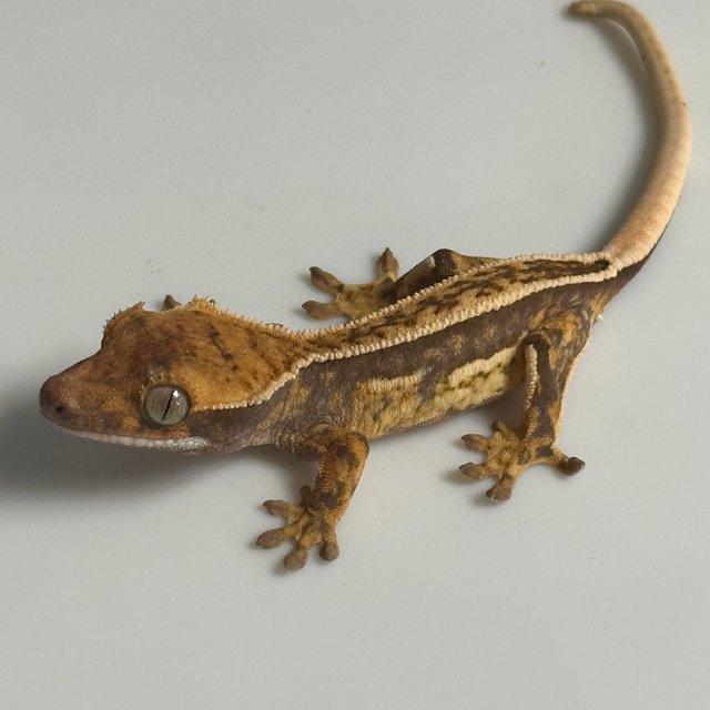 노멀 트라이 풀핀