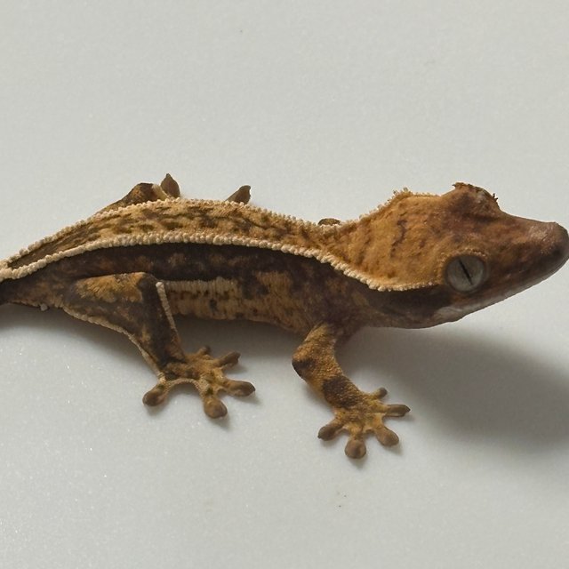 노멀 트라이 풀핀