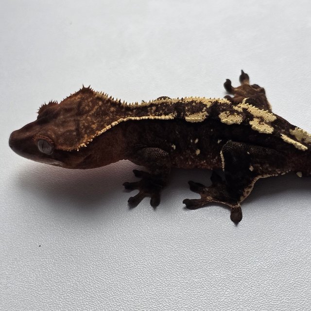 세이블 100%헷아잔틱