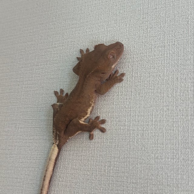 릴리100%헷아잔틱 팬텀