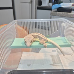 릴리 세이블 팬텀