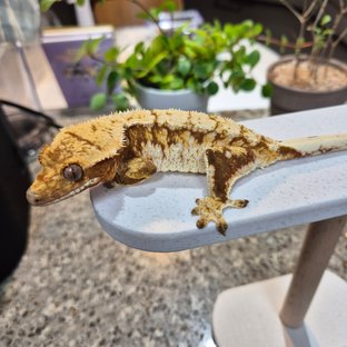 노멀 트라이 레드