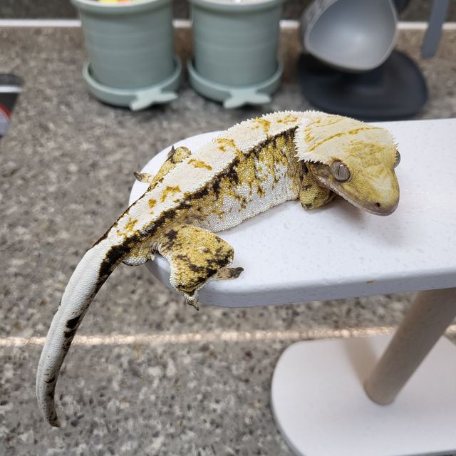 트라이