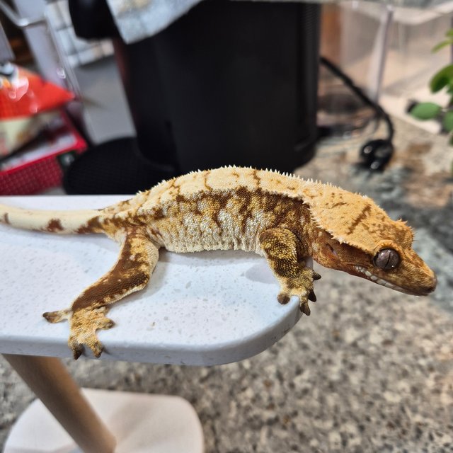 노멀 트라이 레드