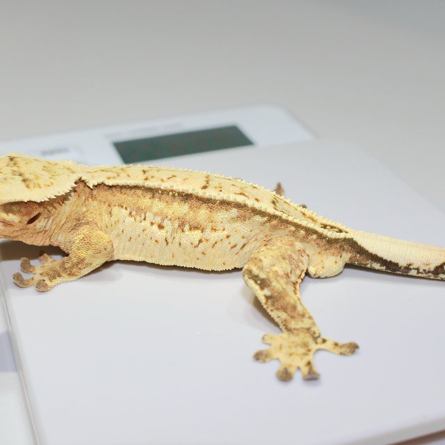 크림 크림시클 노멀