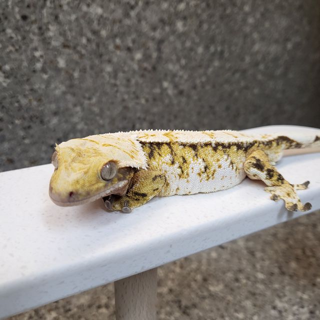 트라이