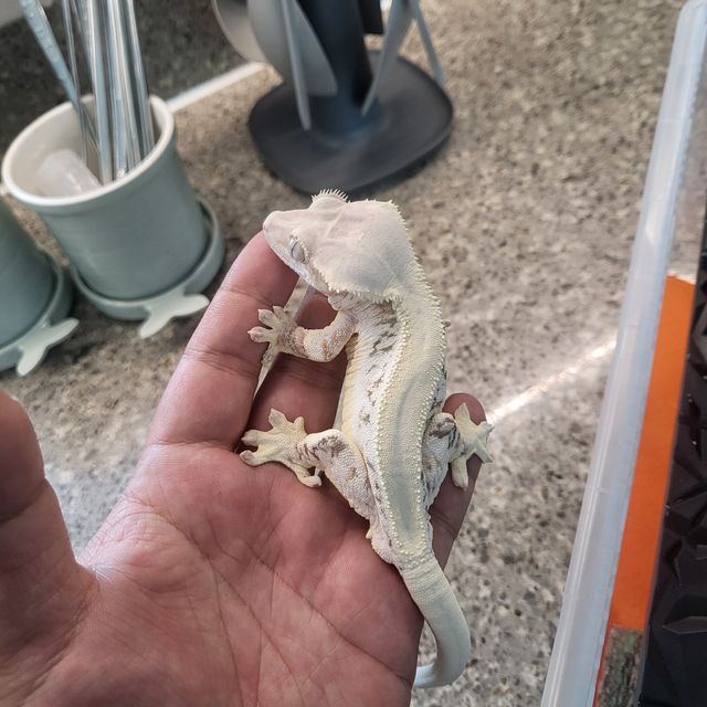 릴리화이트