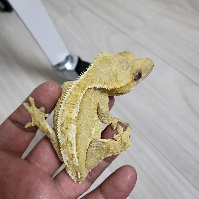 노멀 옐로우 크림 크림시클