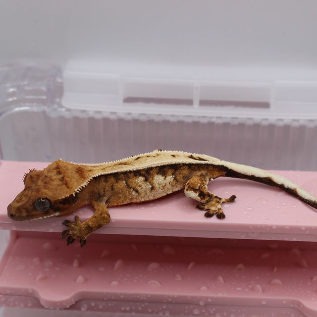 세이블