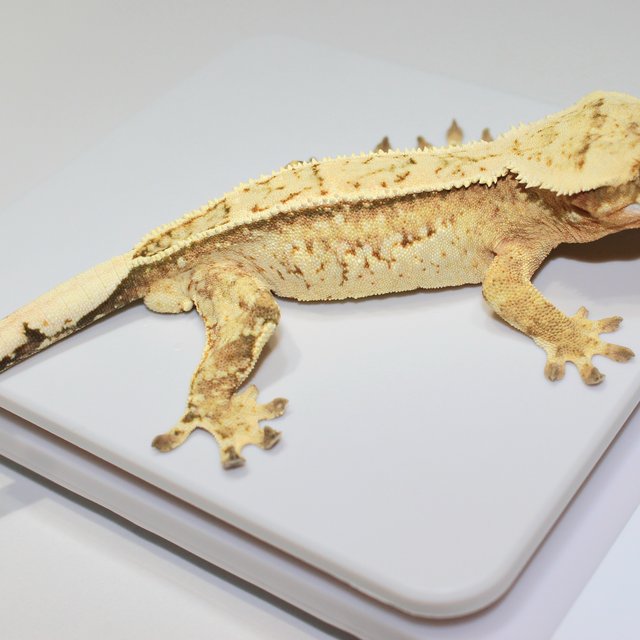 크림 크림시클 노멀