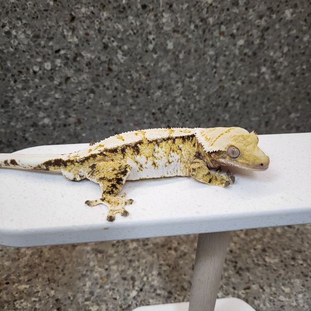 트라이