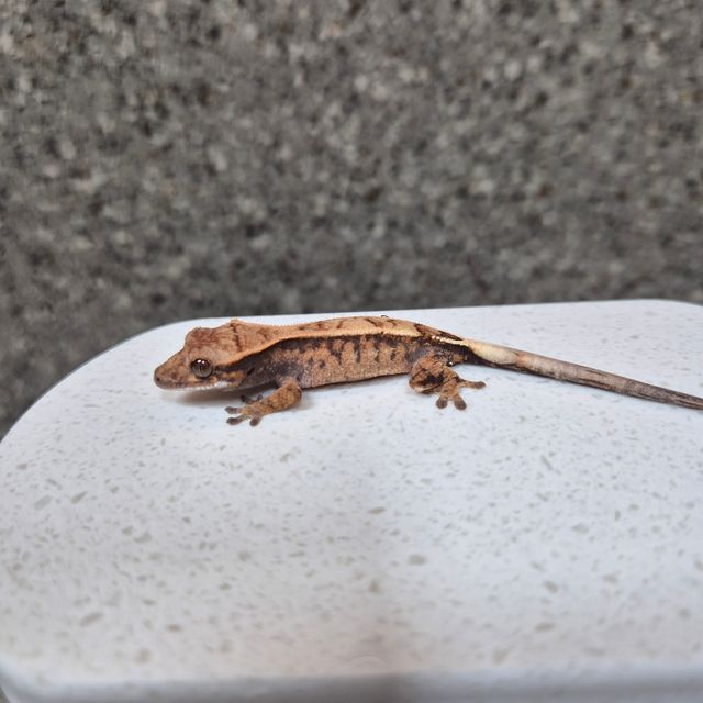 세이블