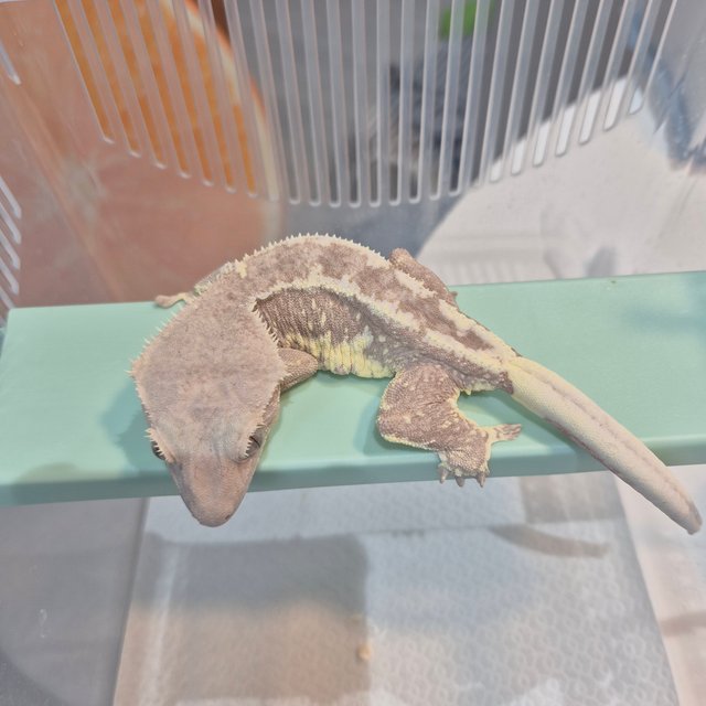 릴리 세이블 팬텀