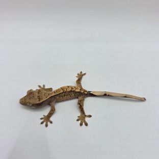 노멀