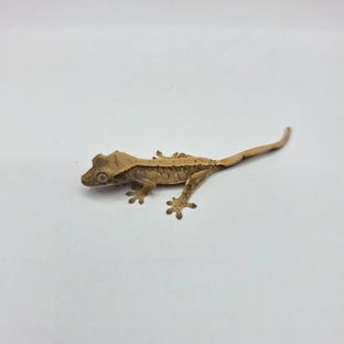 노멀